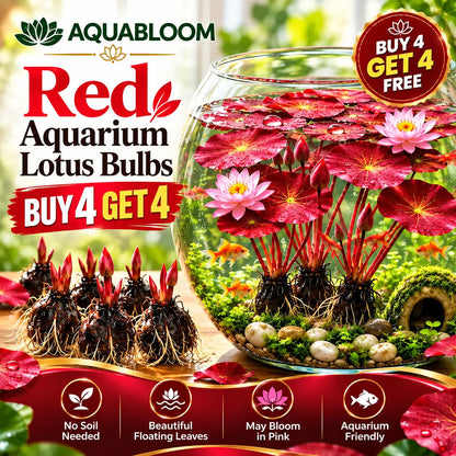 🐟 RED AQUARIUM LOTUS ROOTS BULBS🌿(Buy 4 Get 4 Free Bulbs)
