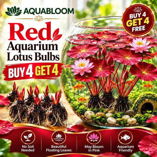 🐟 RED AQUARIUM LOTUS ROOTS BULBS🌿(Buy 4 Get 4 Free Bulbs)