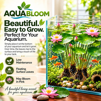 🐟 RED AQUARIUM LOTUS ROOTS BULBS🌿(Buy 4 Get 4 Free Bulbs)