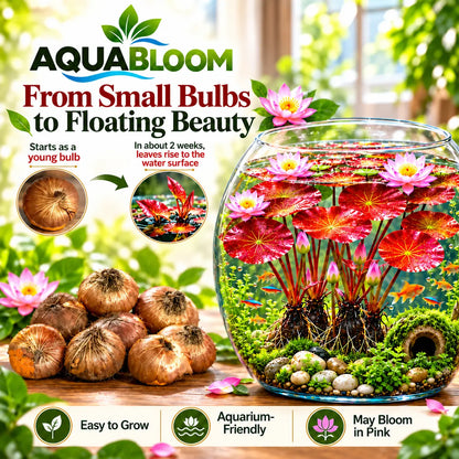 🐟 RED AQUARIUM LOTUS ROOTS BULBS🌿(Buy 4 Get 4 Free Bulbs)